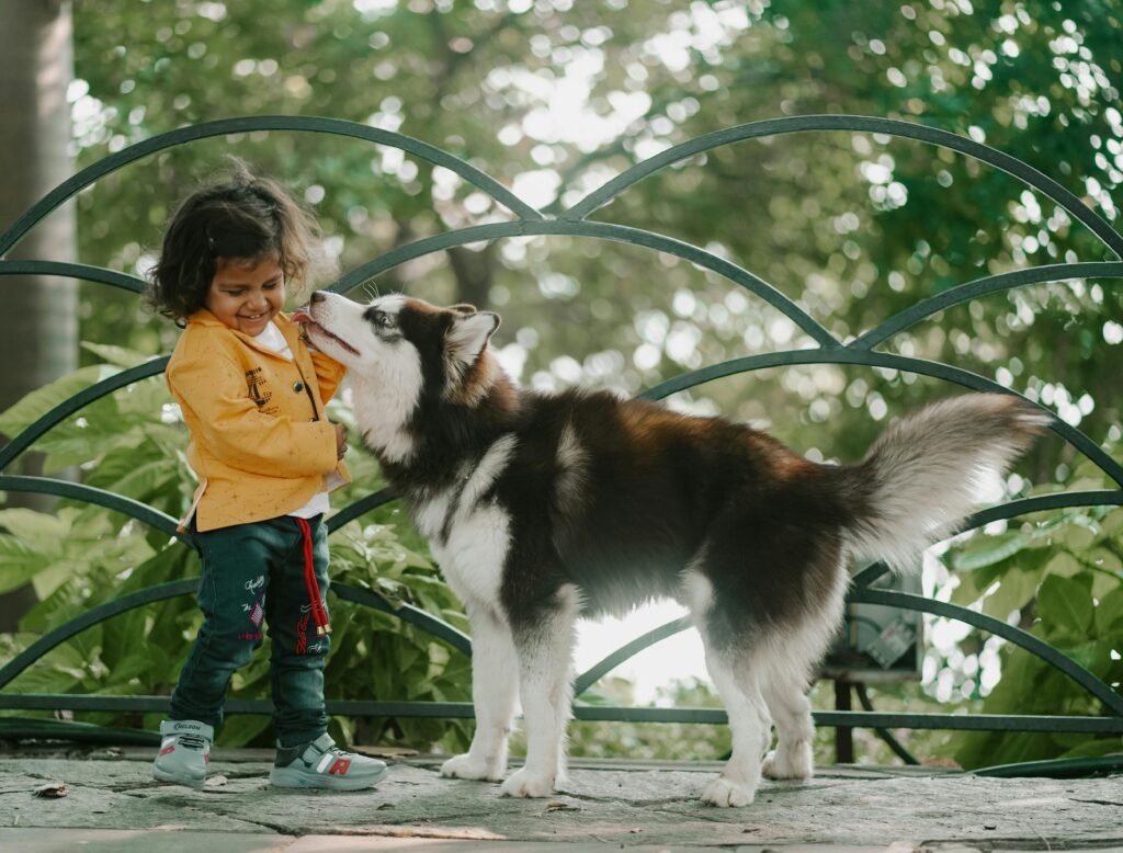 pexels photo 29298410 29298410 Joyful moment of a child interacting with a playful Siberian Husky in a sunny garden.